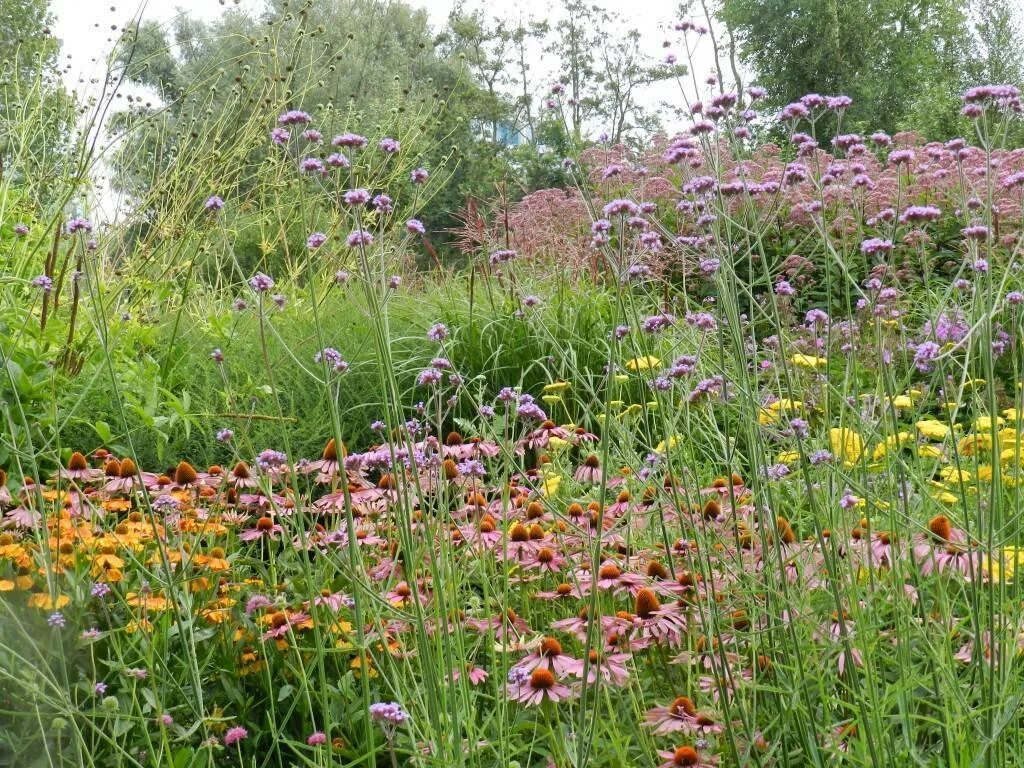 Вербена бонарская (verbena bonariensis). Вербена буеносайресская. Вербена бонарская белая. Вербена бонарская выращивание из семян. Вербена бонарская выращивание из семян.