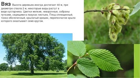 Карагач дерево описание где растет