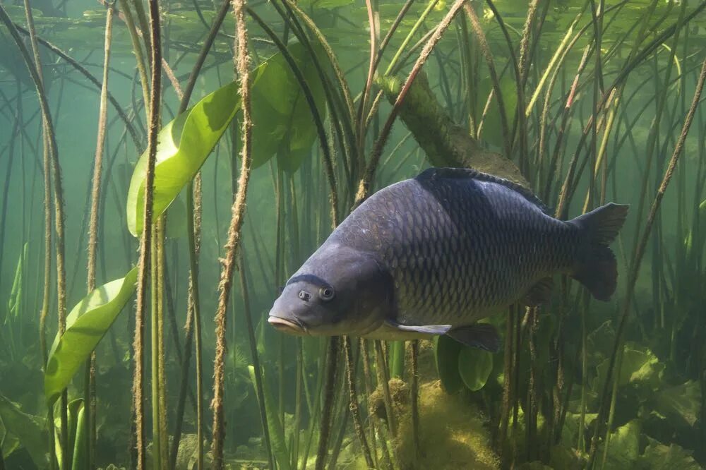 Карась среда обитания водная. Сазан рыба. Cyprinus Carpio Linnaeus. Сазан Пресноводные рыбы. Карп в естественной среде.