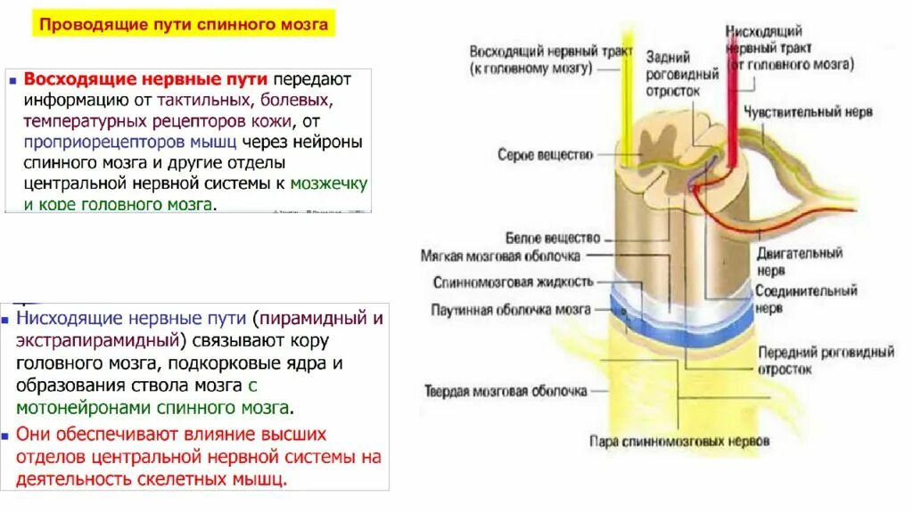 Нисходящий нерв. Восходящие и нисходящие пути спинного мозга. Перечислите нисходящие проводящие пути спинного мозга.. Восходящий и нисходящий путь спинного мозга. Чувствительные и двигательные пути спинного мозга.