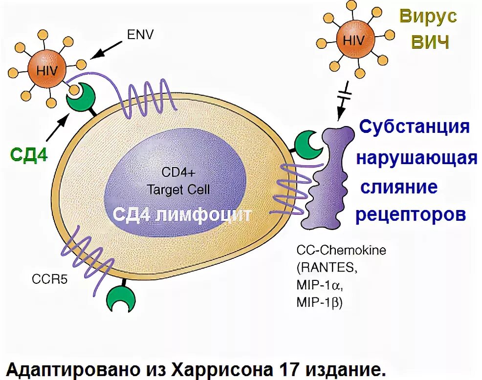 Сколько клеток вич