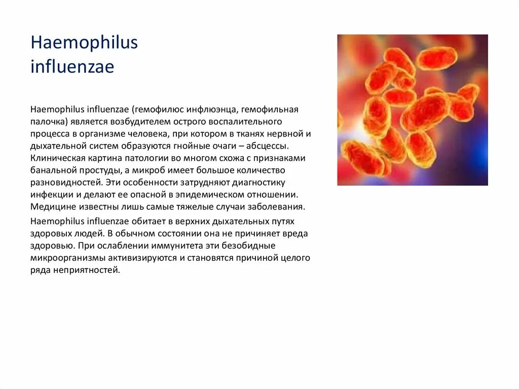 Бактерии Haemophilus influenzae. Гемофильная палочка резистентность. Гемофильная палочка микробиология. Haemophilus influenzae микробиология. Haemophilus influenzae 10