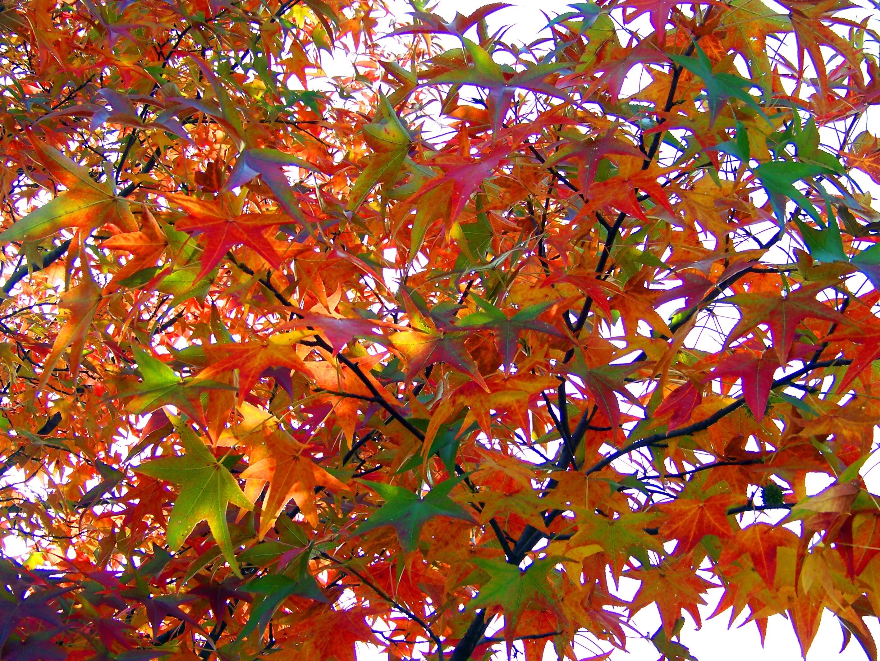 Цвета осенних листьев. Цвет кленовых листьев осенью. Цвет листьев клена осенью. Осенняя окраска листьев.