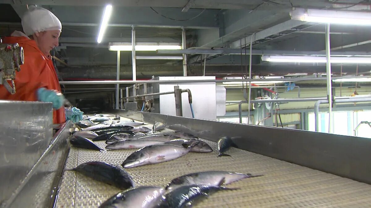 Рыбный цех. Fish красноярск. Рыбоперерабатывающий завод заря камчатка. Рыбный цех. Рыбный цех красноярск.