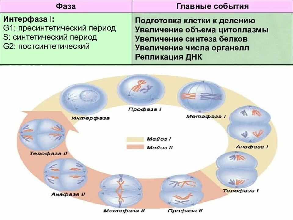 Деление клетки интерфаза. Период подготовки клетки к делению. Синтетический период интерфазы. Интерфаза клетки процессы. Фаза подготовки клетки к делению