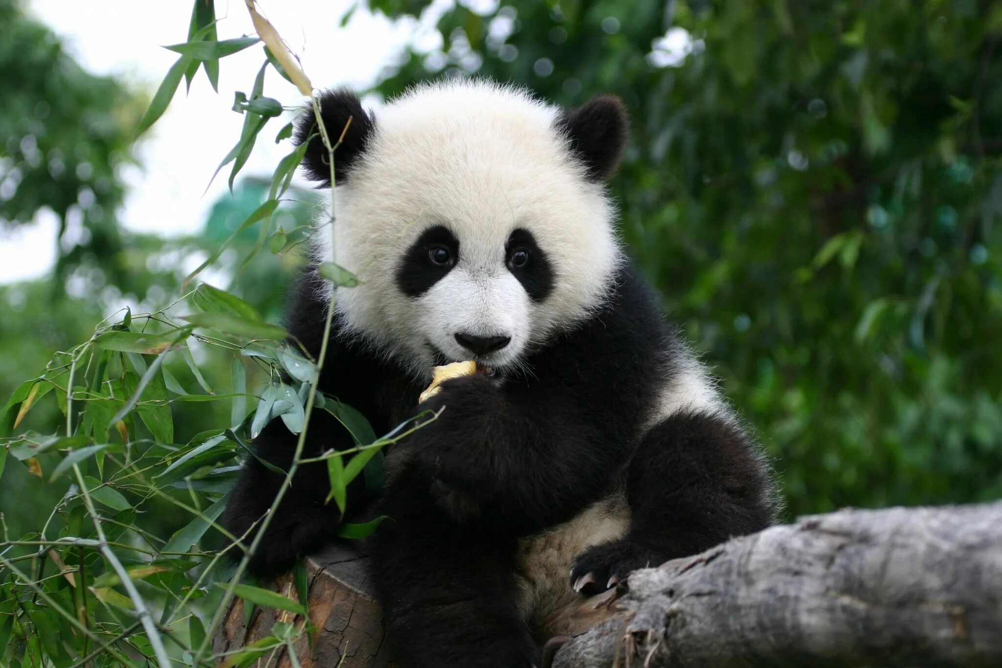 Pandas среднее