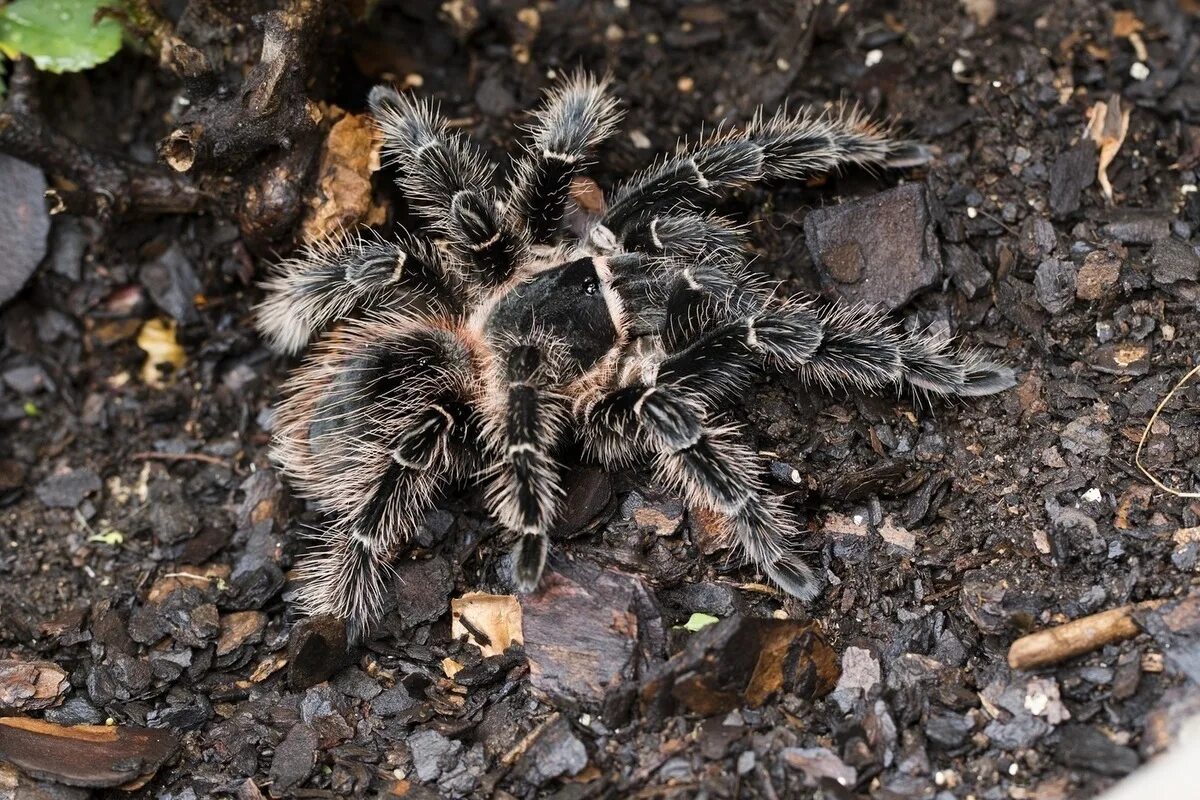 Паук птицеед содержание. Ласиодора парахибана. паук птицеед lasiodora parahybana. lasiodora parahybana (бразильский розовый птицеед) 649. лошадиный паук lasiodora parahybana.