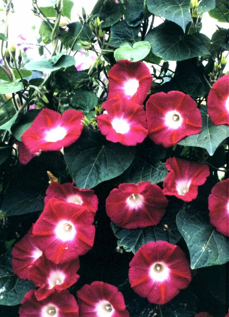 Ипомея фарбитис вишневая шаль. Цветок ипомея вишневая шаль. Ипомея гавриш семена. Ипомея пурпурная вишневая шаль. Ипомея вишневая шаль.