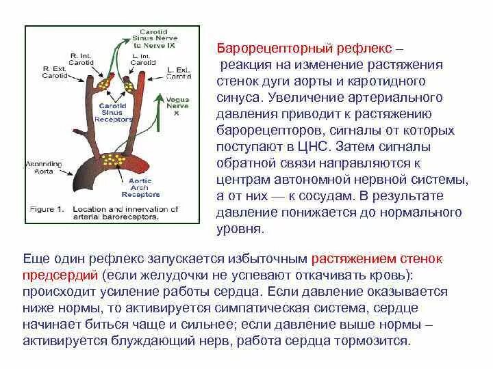 Центр безусловно рефлекторной регуляции кровяного. Рефлекс с барорецепторов дуги аорты и каротидного синуса. Рецепторы каротидного синуса. Барорецепторные рефлексы регуляции ад. Рефлекс вызываемый раздражением каротидного синуса.