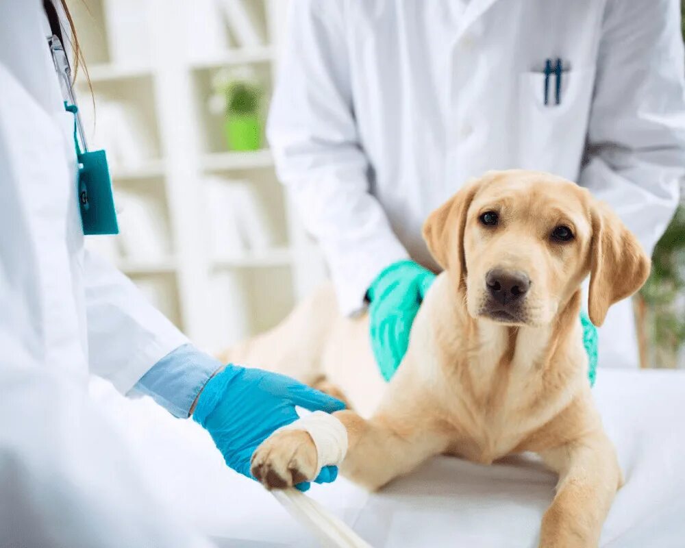 Животные у ветеринара. Общая хирургия ветеринария. Общая ветеринария. Животные ветеринария. Ветеринария в животноводстве.