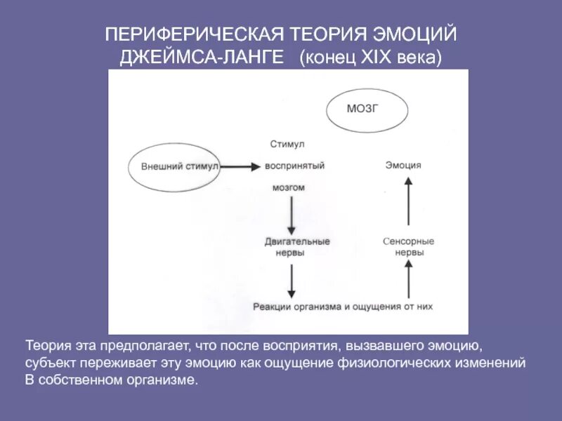 Теории эмоций ланге. Теория эмоций Джеймса Ланге. Периферическая теория Джеймса Ланге. «Периферическая» теория у. Джемса— г. Ланге.