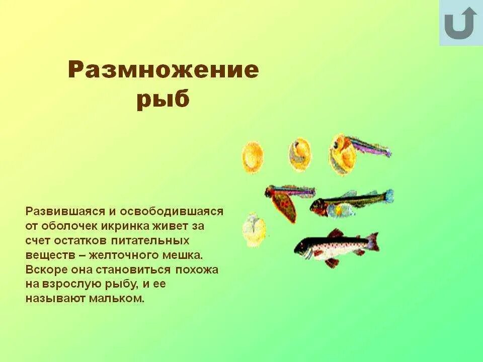 Размножение рыб. Этапы размножения рыб. Как происходит размножение рыб. Цикл развития рыб. Размножение животных рыбы