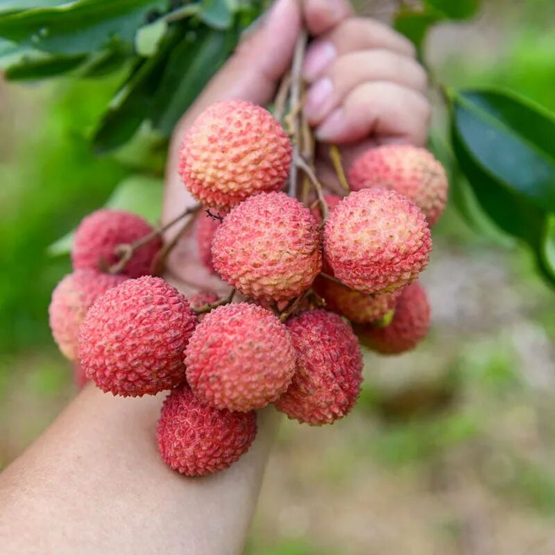 Как вырастить семена личи. Семена личи. личи сорта. семечки личи. родственник личи.