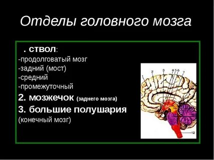 Отделы заднего мозга