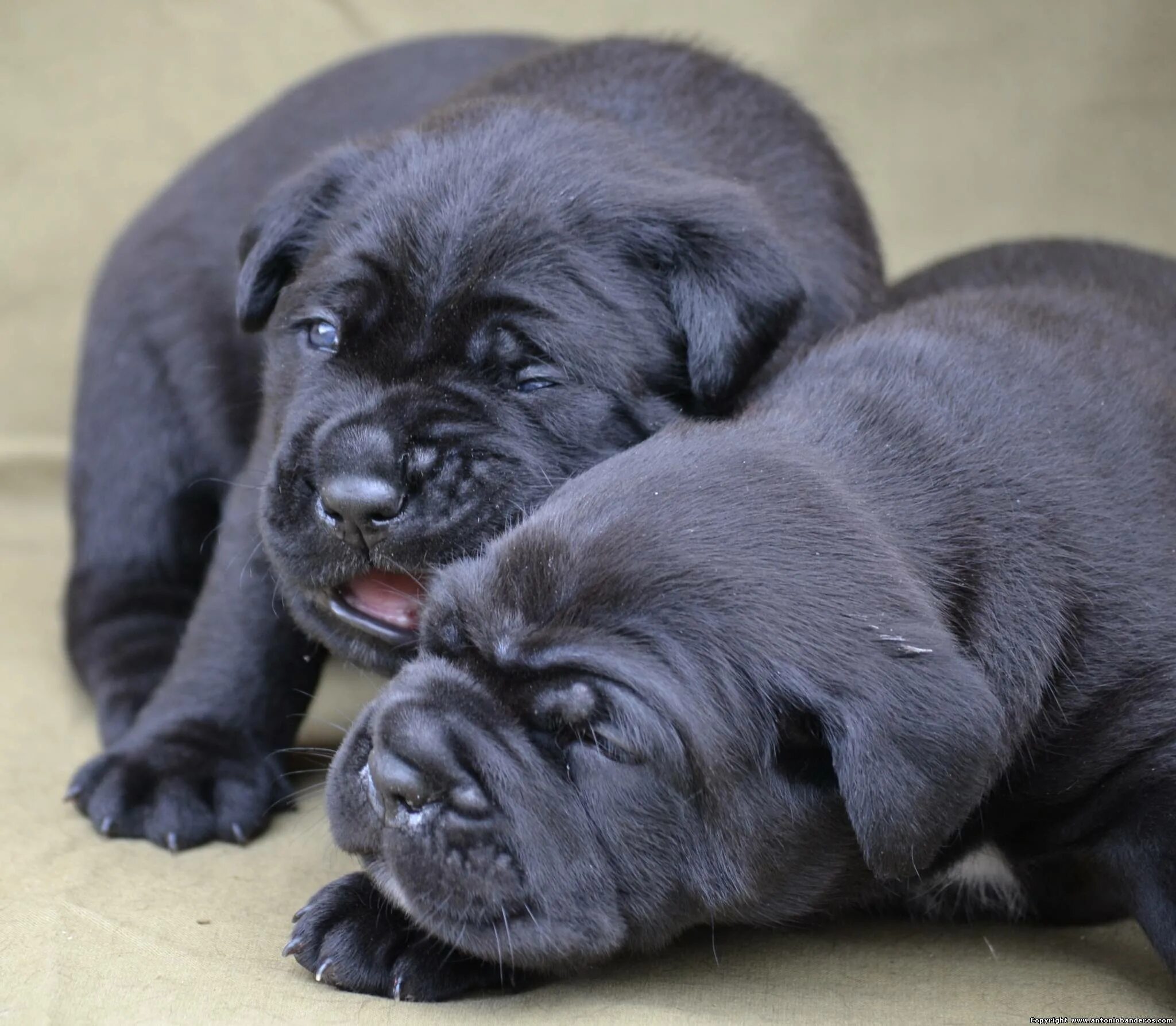Корсо собака фото щенки кане корсо Google Search