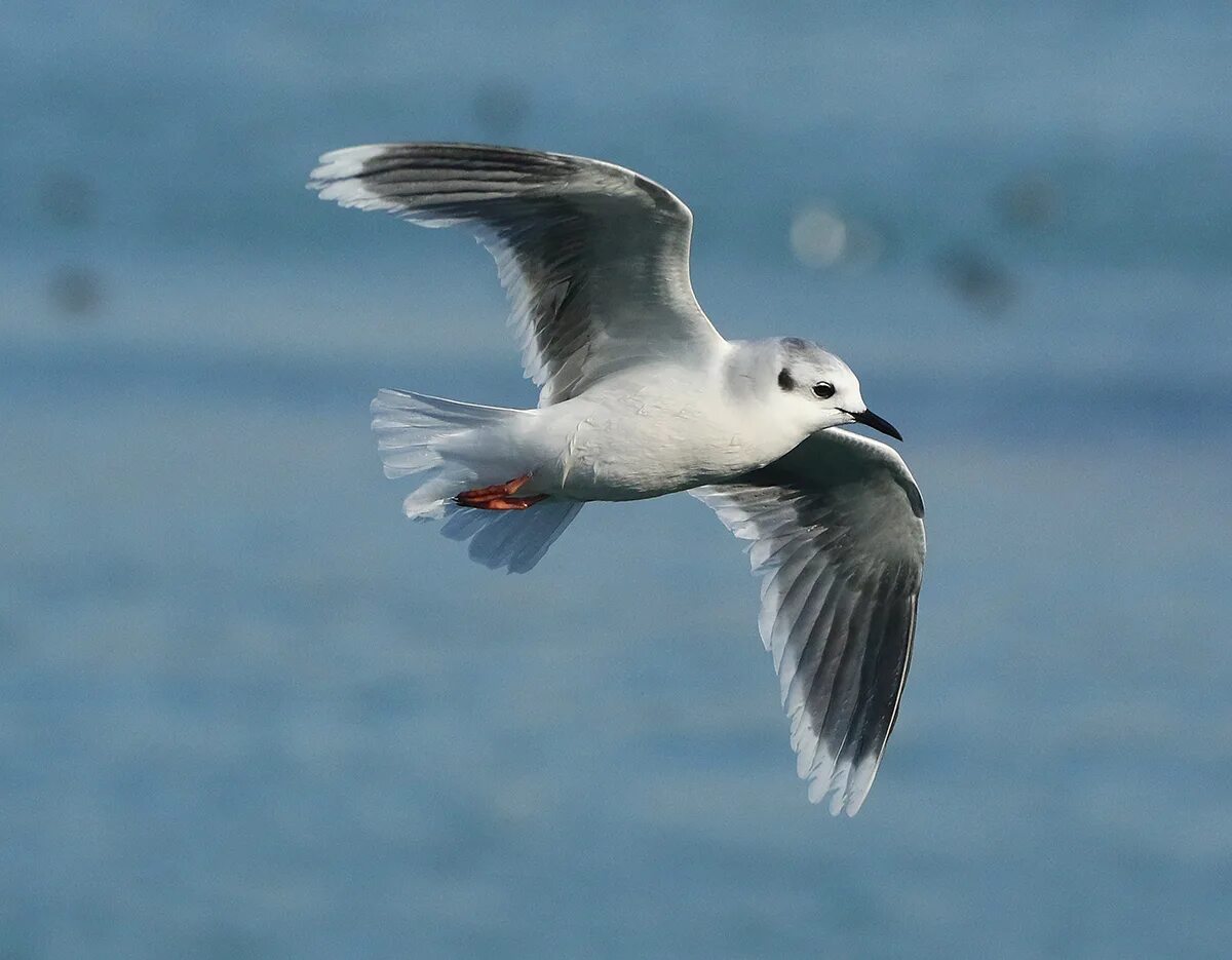 Чайка малая пензенская область. Мелкие чайки. Малая чайка. Малая чайка. Малая чайка рябицев.