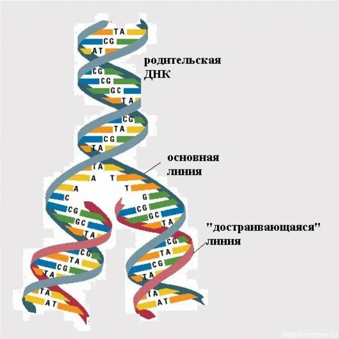 Образование новой днк. Схема репликации молекулы ДНК. Репликация самоудвоение ДНК. Биологии репликация ДНК схема. Последовательность этапов репликации молекулы ДНК.