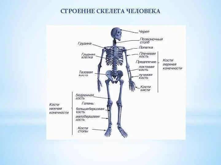 Строение скелета. Общие сведения о скелете человека. Скелет человека в плоскостях. Скелет человеческий с описанием.