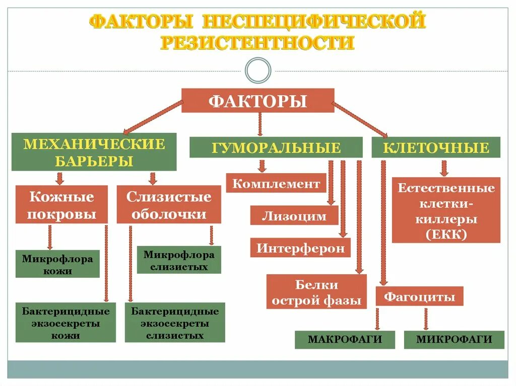 Факторы неспецифической резистентности. Гуморальные факторы защиты неспецифической резистентности:. Неспецифические факторы естественной резистентности. Механические факторы неспецифической резистентности. Иммунная резистентность