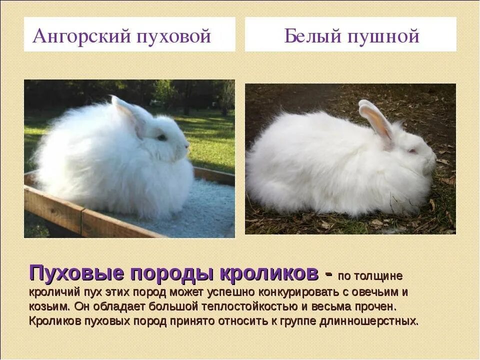 К какому классу относится кролик. Белый длинношерстный кролик. Породу декоративных кроликов длинношерстных. Название пород кроликов. Породы домашних кроликов с фотографиями и названиями.