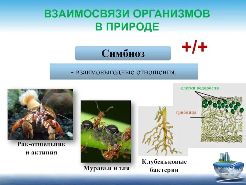 Формы симбиотических отношений. Микориза мутуализм. Типы взаимоотношений организмов (симбиоз. Взаимовыгодные отношения симбиоз. Взаимоотношения животных в природе симбиоз.