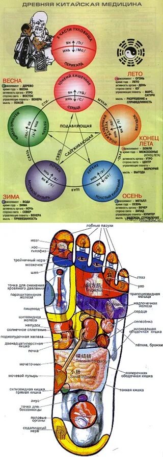 Китайская медицина органы. Меридианы в китайской медицине. Меридианы в китайской медицине схема. Китайская медицина меридианы органов. Меридианы органов человека.