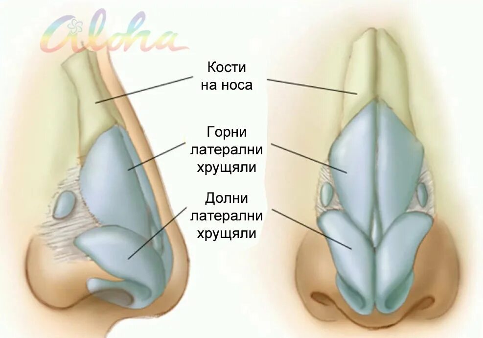 Латеральный хрящ носа. Строение носовой кости анатомия. Строение носа кости и хрящи. Четырехугольный хрящ. Наружный нос строение хрящи.