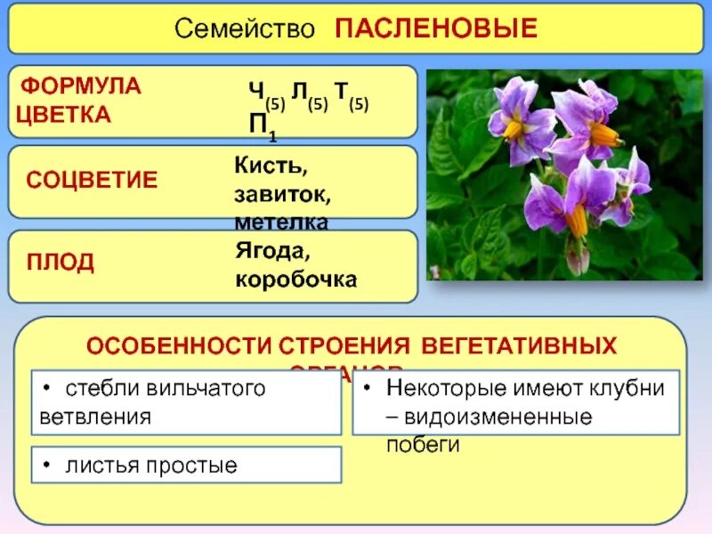 Ч0л5т5п1 формула какого цветка. Пасленовые формула цветка соцветие. Семейство Пасленовые соцветия таблица. Представители семейства Пасленовые таблица. Двудольные Пасленовые соцветия.