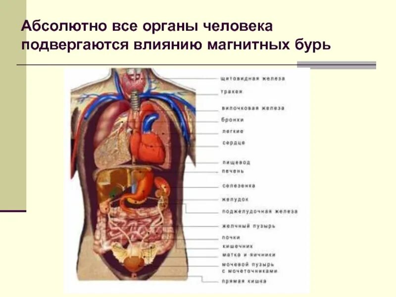 Состав человека органы. Сколько стоят внутренние органы человека. Сколько всего органов у человека. Обдавливание внутренних органов. Внутренние органы человека 8 класс биология рисунок.