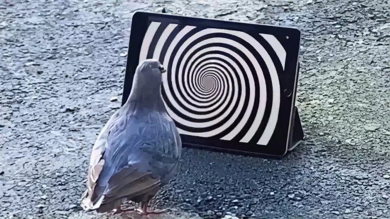 Загипнотизированный голубь. Гигантский голубь. Голубиный гипноз. Голубь с камерой.