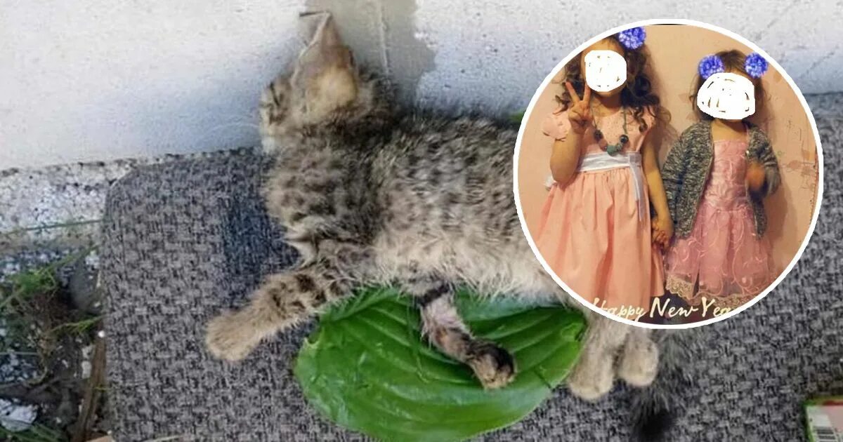 1 boy 2 kittens original