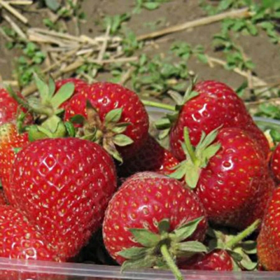 Клубника фестивальная ремонтантная. Сорт клубники мальга. Земляника вибрант. Земляника садовая сорт азия. Сорт клубники антея.