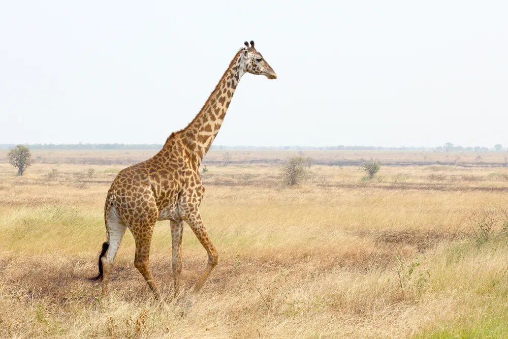 А у жирафа шея длинная. Длинная шея жирафа. Длина шеи жирафа. Самая длинная шея у жирафа. Высота шеи жирафа.