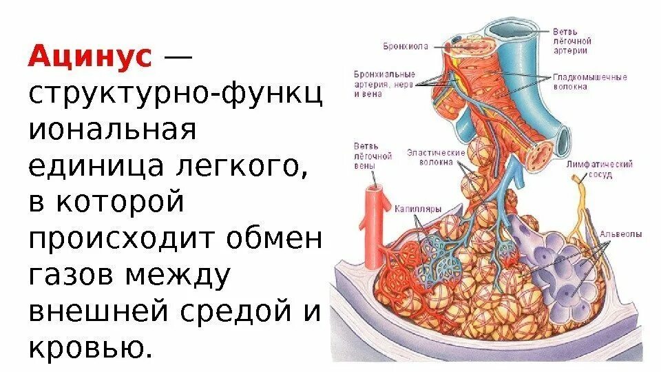 Что является структурно функциональной единицей легкого. Ацинус структурно функциональная единица легких. схема строения легочного ацинуса. ацинус анатомия. ацинус это структурно-функциональная единица.