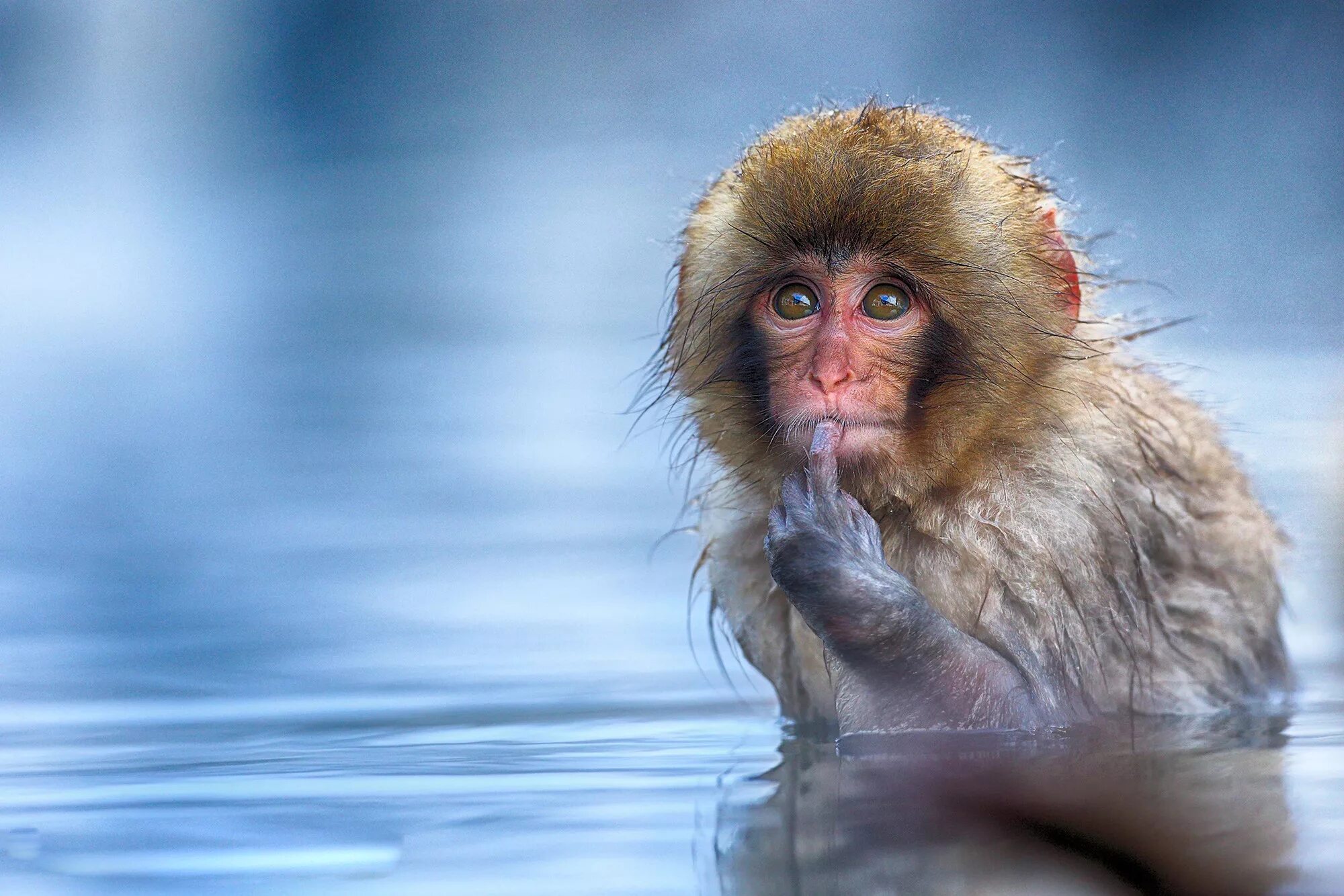 Финалисты comedy Wildlife Photography Awards. Конкурса comedy Wildlife Photography Awards. Японские макаки. Смешные картинки.