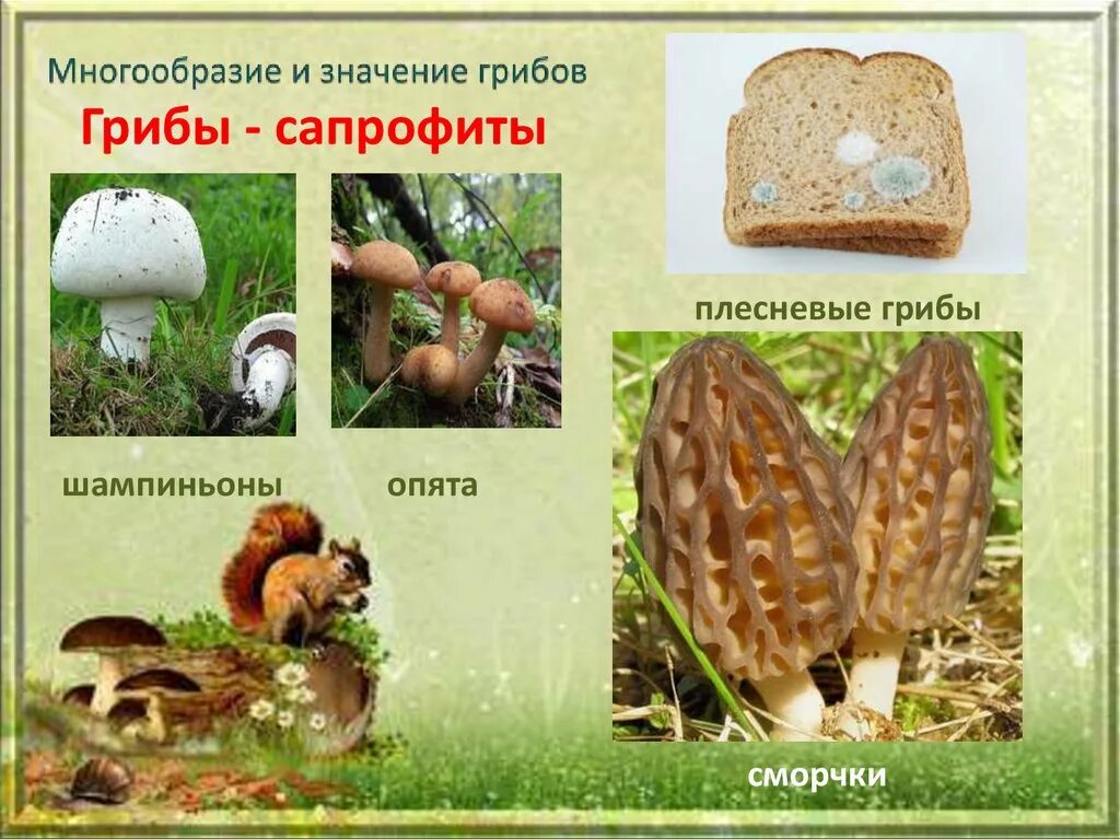 Многообразие и значение. Грибы сапрофиты. разнообразие и значение грибов. многообразие и значение грибов. грибы сапрофиты примеры.