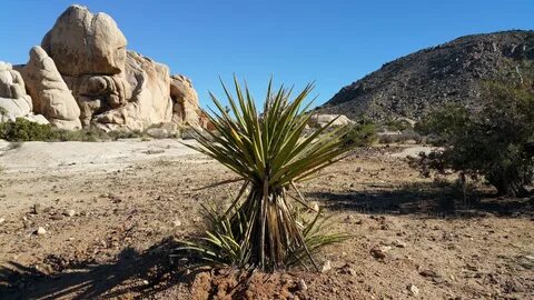 Desert plant