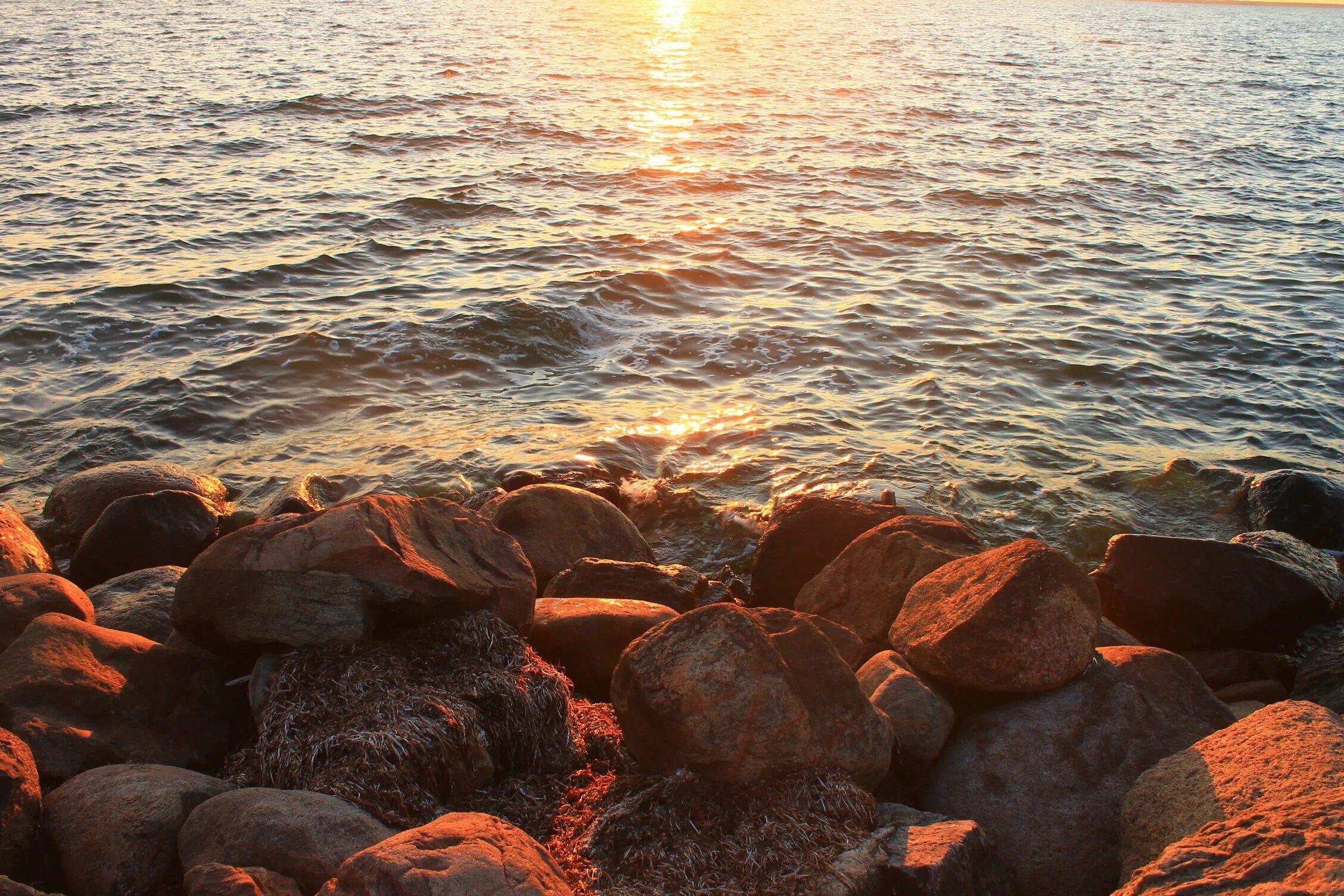 Богатство балтийского моря. Ботнический залив Балтийского моря. Балтийское море фото. Балтийское море природа. Берег Балтики камни солнце.