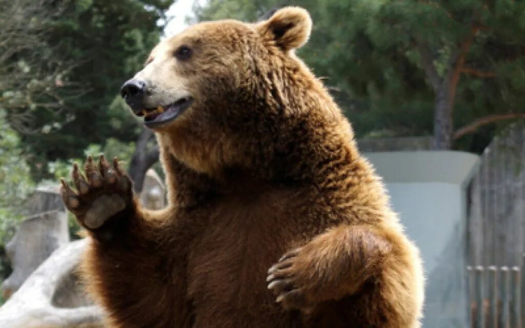 Почему медведь не съел машу. Смешной медведь. Медведь фото. Медведь улыбается фото. Испуганный медведь.