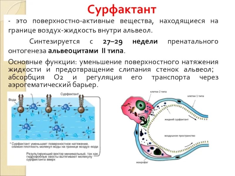 Сурфактант-бл. Сурфактант. Сурфактант. Препарат сурфактант-бл. Синтез сурфактанта схема.