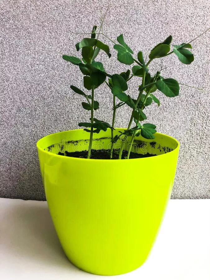 кашпо топрак 47л. цветочные горшки цветные в горошек. росток гороха в горшке. горшочек горошка. Happy plant набор для выращивания.