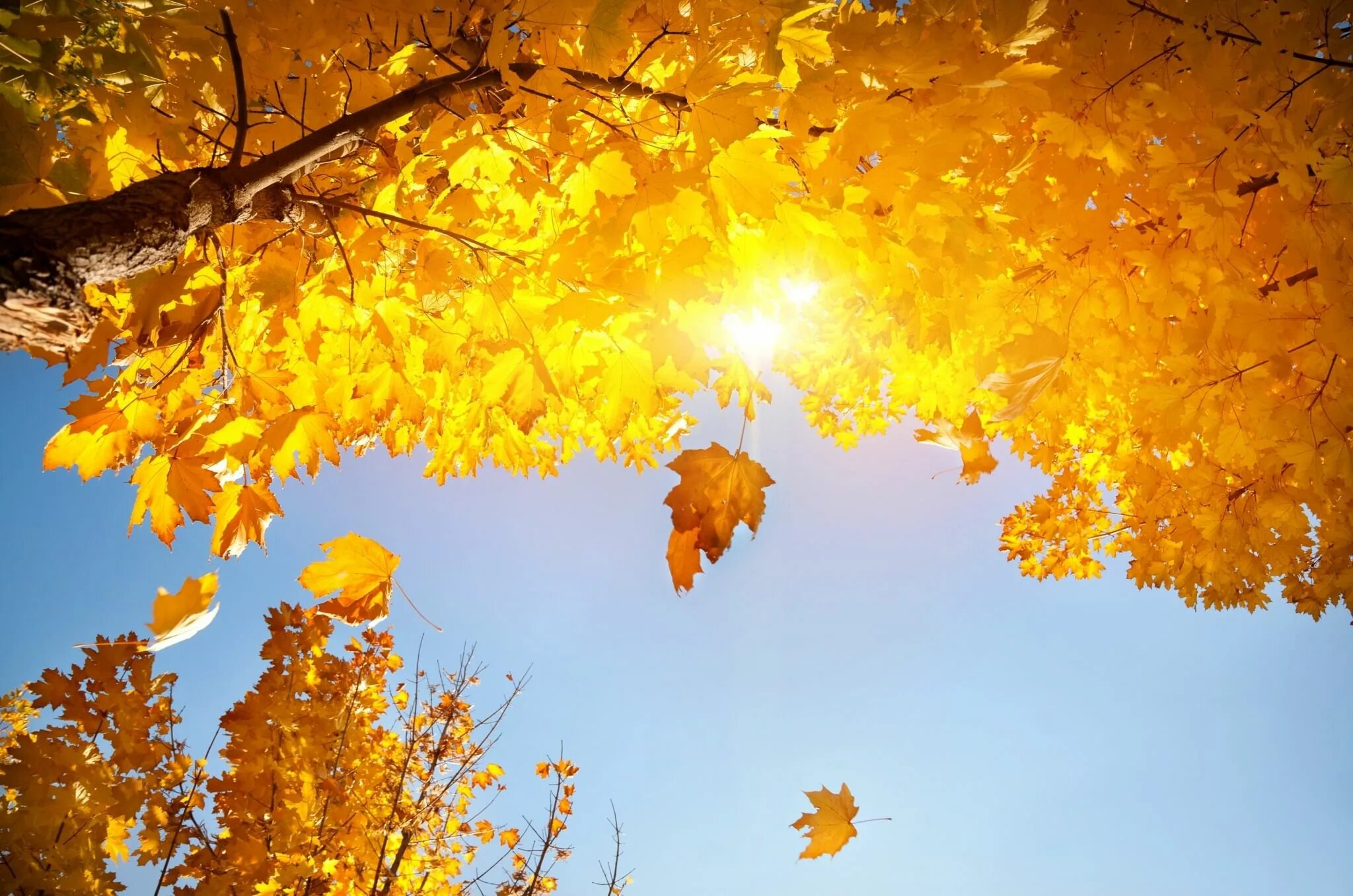 Листья желтые по краям. Осеннее солнце. Осенний листопад. Осень листопад. Осень солнце.