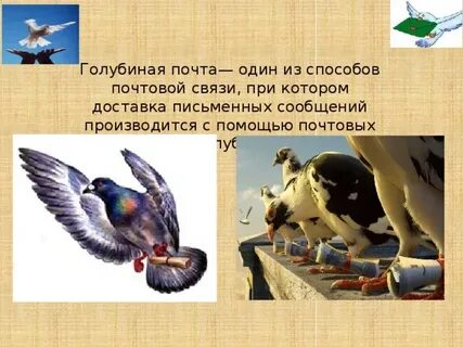 Голубиную почту