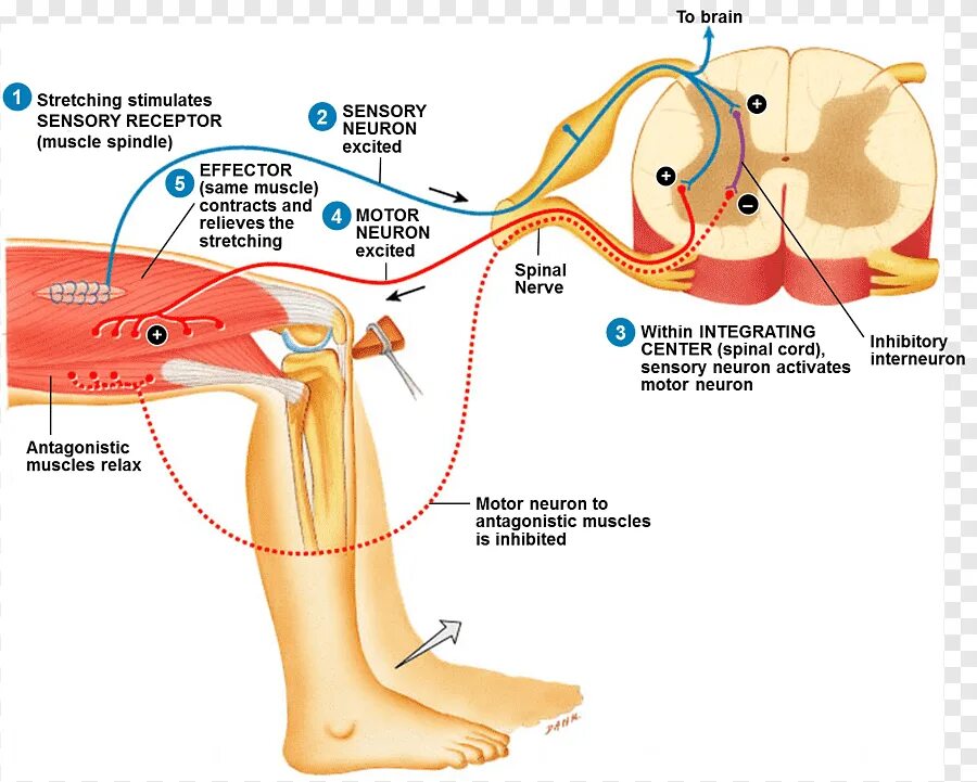 Рефлекторная дуга коленного рефлекса. Коленный рефлекс физиология. Схема коленного рефлекса физиология. Stretch Reflex рефлекторная дуга.