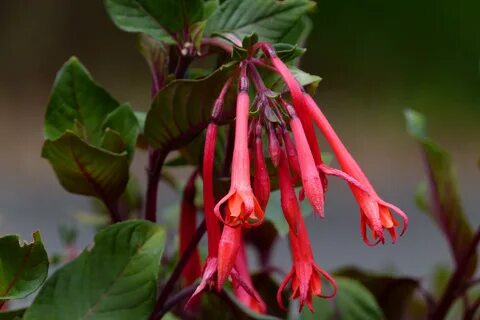Red plant