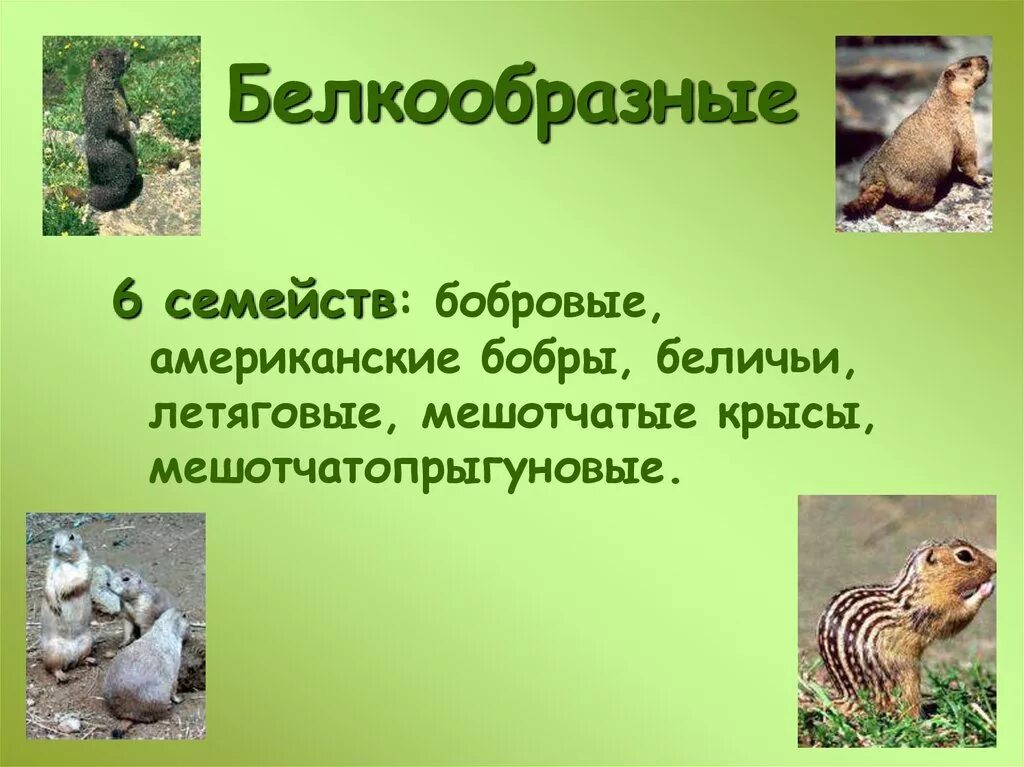 Грызуны доклад. Отряд грызуны презентация. белкообразные грызуны. отряды млекопитающих грызуны. класс млекопитающие животные грызуны.