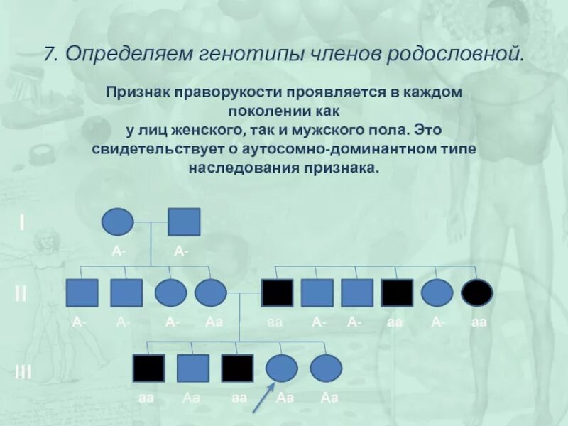 Одинаковый генотип это. Генотипы в родословной. Как определить генотип в родословной. Родословная по признаку. Генотипы членов семьи по признаку.