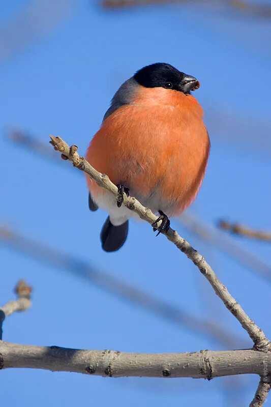 Птицы челябинской области. Название птиц челябинской. Название птиц челябинской. Название птиц челябинской. Юрок самка.