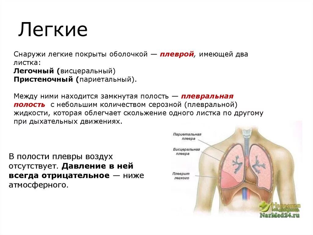 Легкие покрыты снаружи оболочкой. Снаружи лёгкиепокрыьы. Снаркжи лёгкие покрыты. Оболочка покрывающая легкие снаружи. Лёгкие покрыты плеврой..