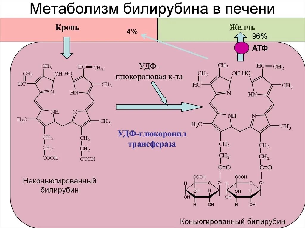 Билирубин. Реакция образования непрямого билирубина. Реакции образования прямого билирубина. Синтез конъюгированного билирубина. Билирубин формула биохимия.